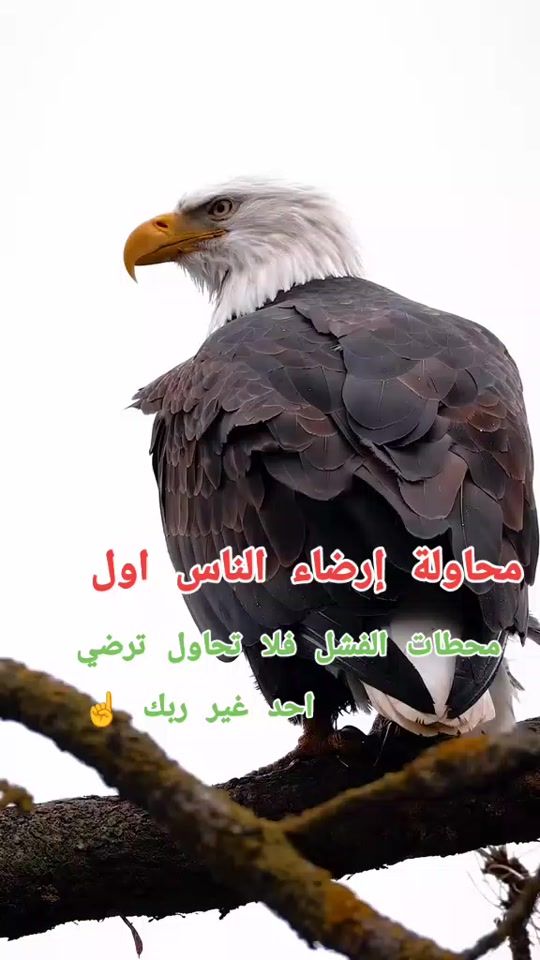 TikTok video thumbnail by 1234abdulrahim4
