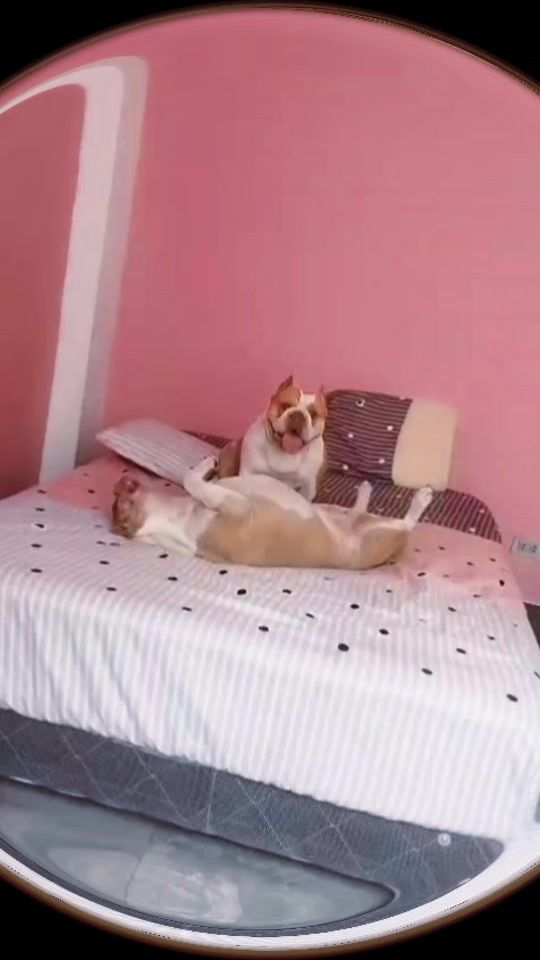 TikTok video thumbnail by brisa.de.suenos