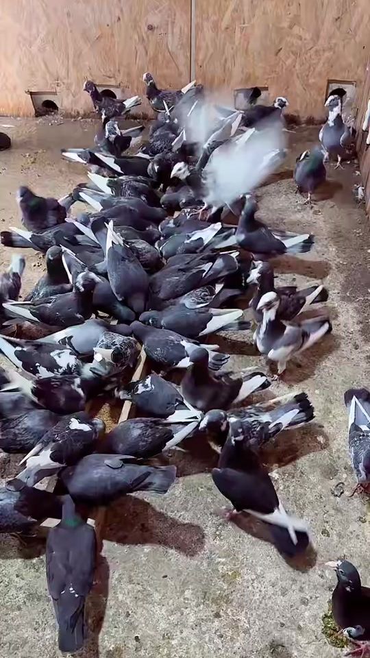 TikTok video thumbnail by veyso330