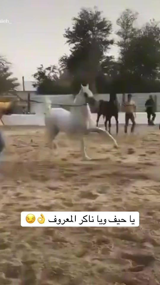TikTok video thumbnail by pkbbnn8