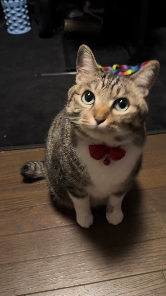 TikTok video thumbnail by sai_cat_0601