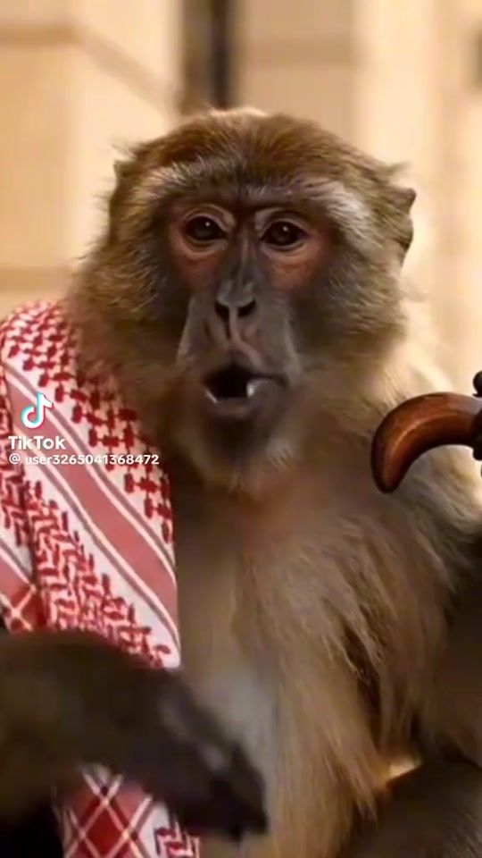 TikTok video thumbnail by housseyn.med.abdal