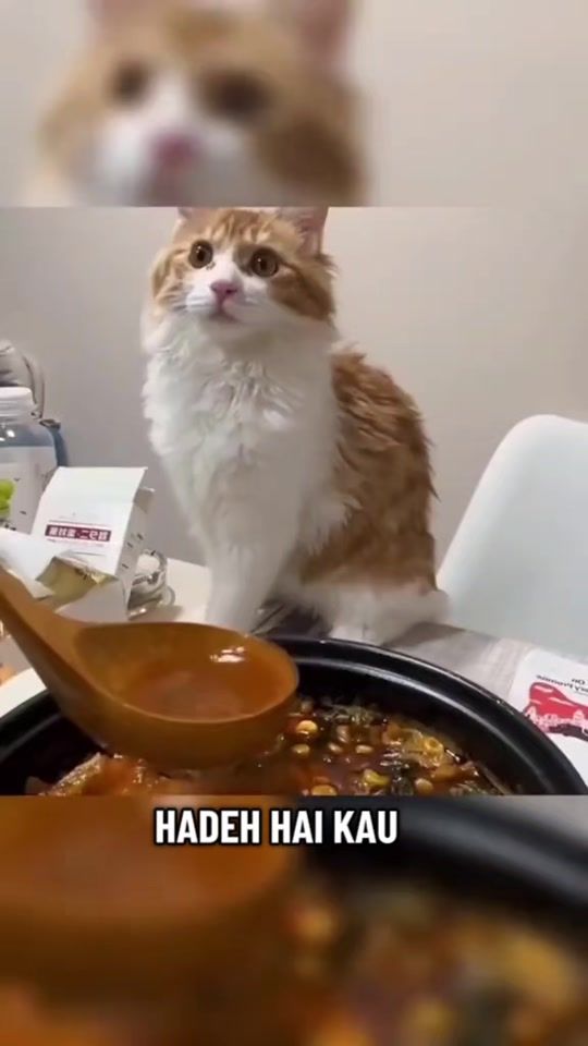 TikTok video thumbnail by animalsworld444