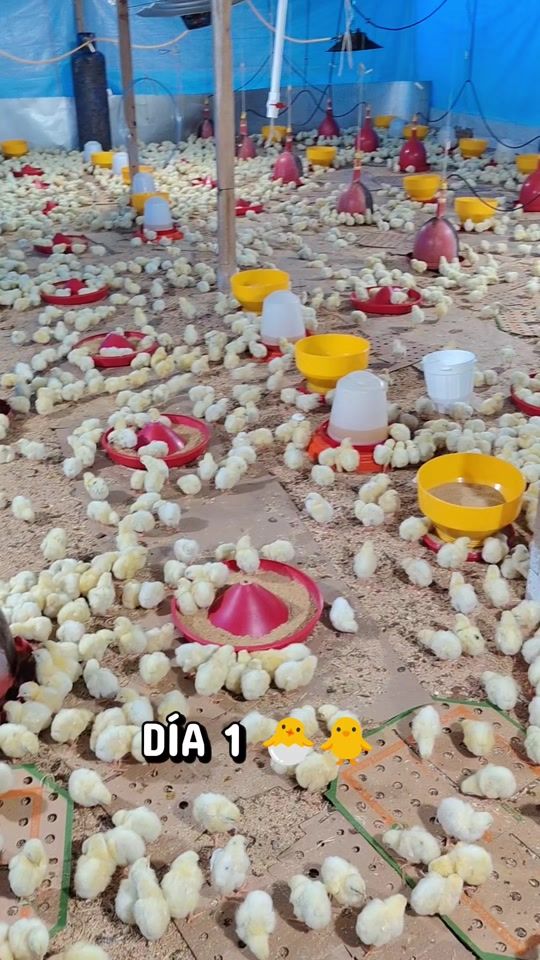 TikTok video thumbnail by juli0_r0driguez