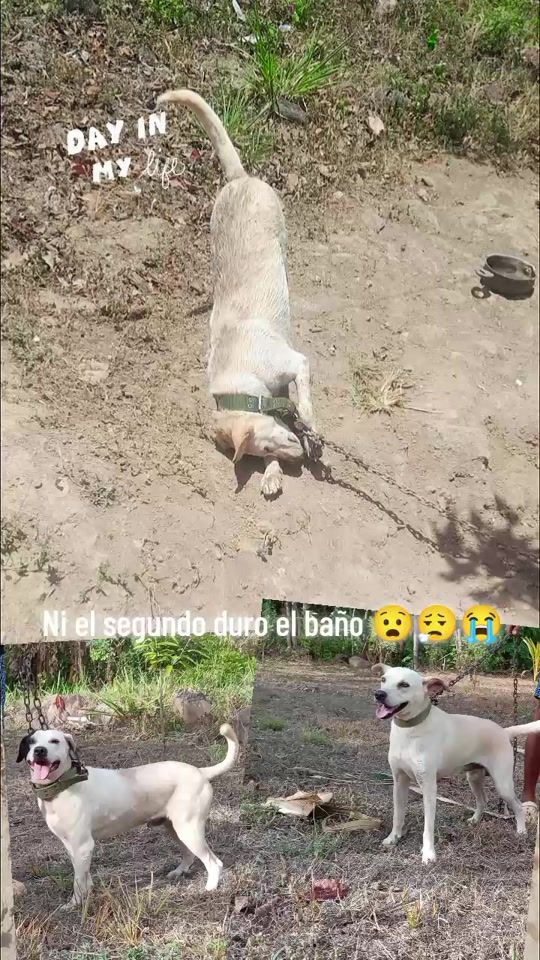 TikTok video thumbnail by pequeesther24