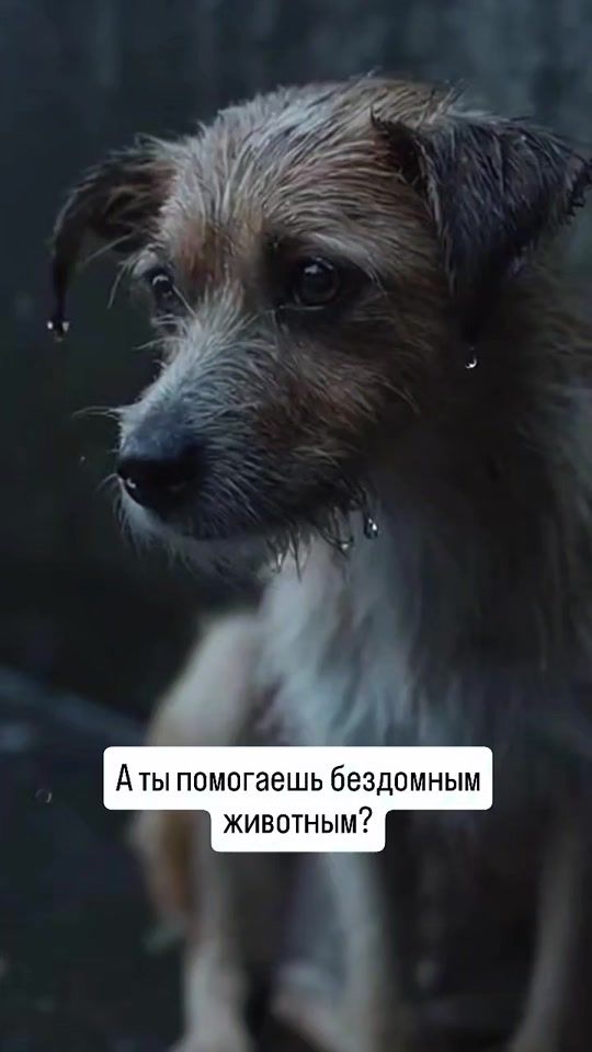 TikTok video thumbnail by zhivotnomania