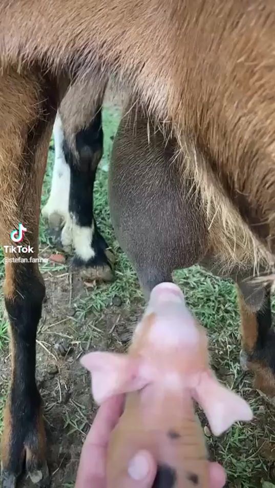 TikTok video thumbnail by sladjanaristic5