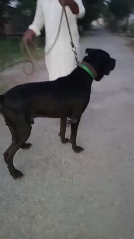 TikTok video thumbnail by pet_tv_yt