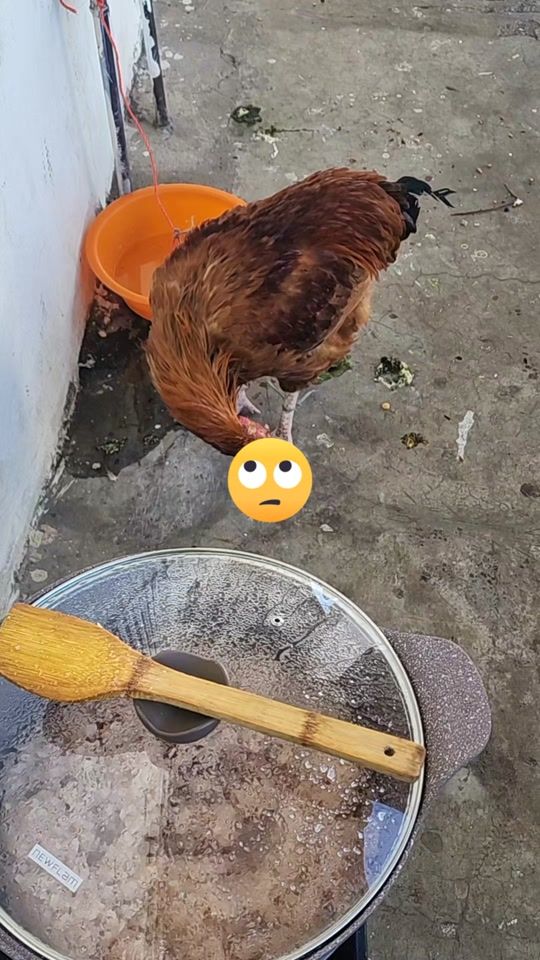 TikTok video thumbnail by seblekibatu