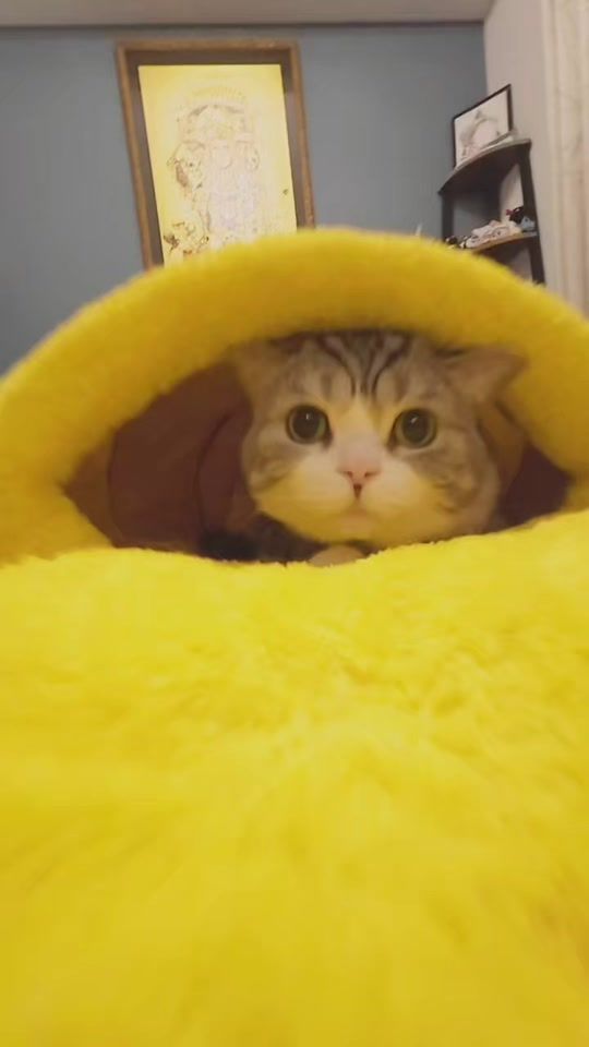 TikTok video thumbnail by koroke_miruki