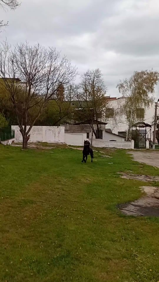 TikTok video thumbnail by magor_rysalkaa