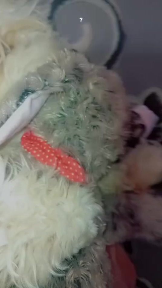 TikTok video thumbnail by chirazjlassi959