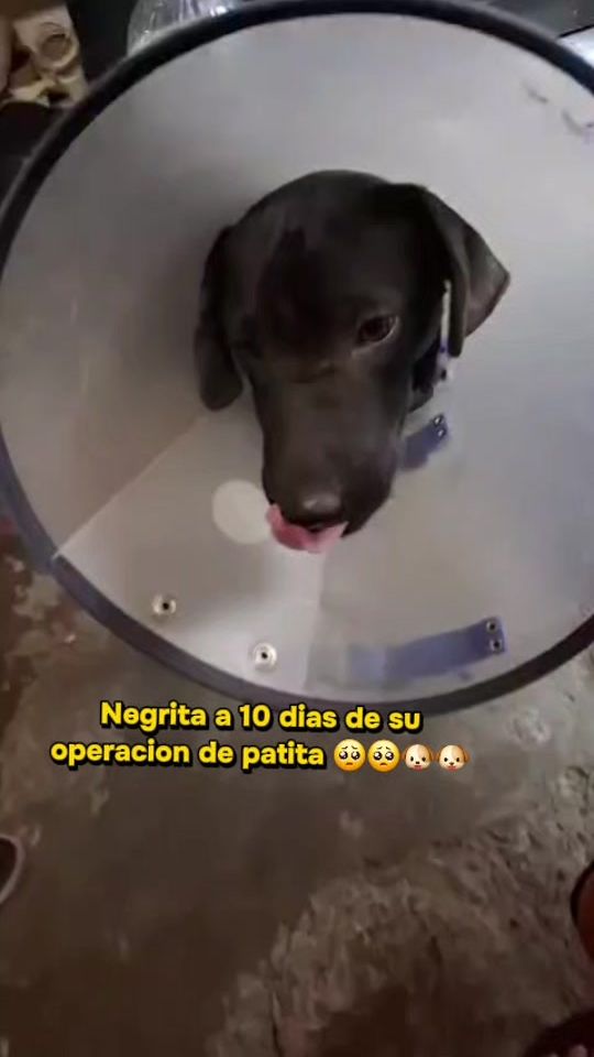 TikTok video thumbnail by williamsalfarolop