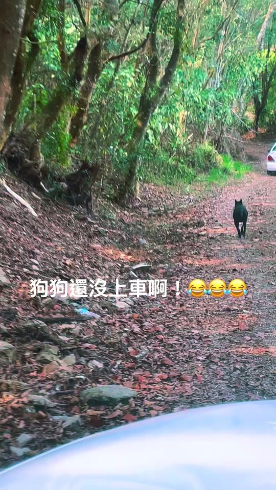 TikTok video thumbnail by yanglihua02
