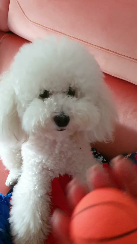 TikTok video thumbnail by ebi.bebi.poodle
