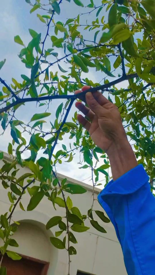 TikTok video thumbnail by ghaffarali46