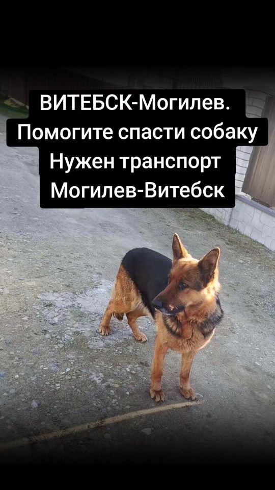 TikTok video thumbnail by bim_vitebsk