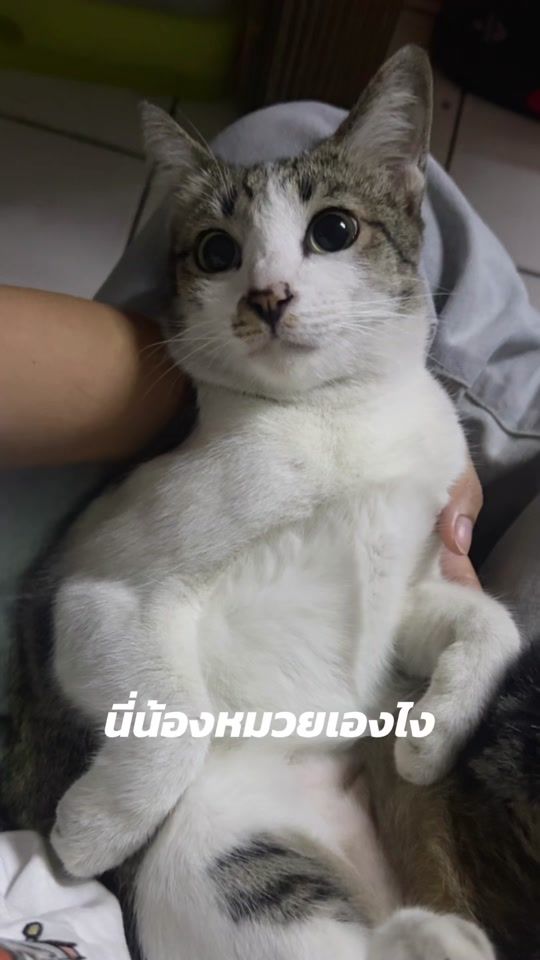 TikTok video thumbnail by ruaipueai