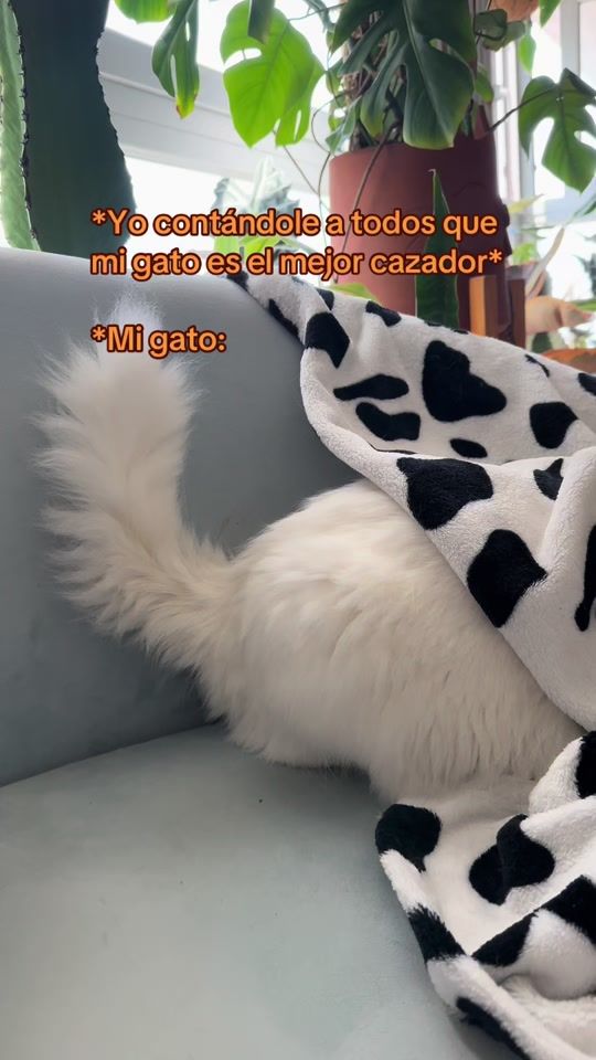 TikTok video thumbnail by chuscofino