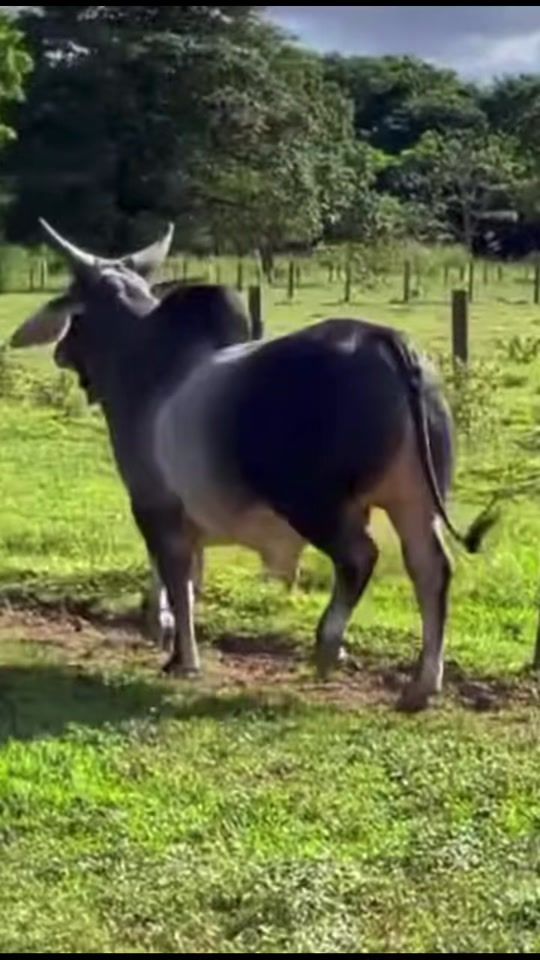 TikTok video thumbnail by domoufora