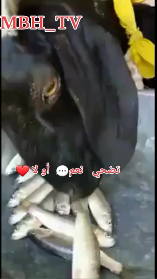 TikTok video thumbnail by mbh_tv__