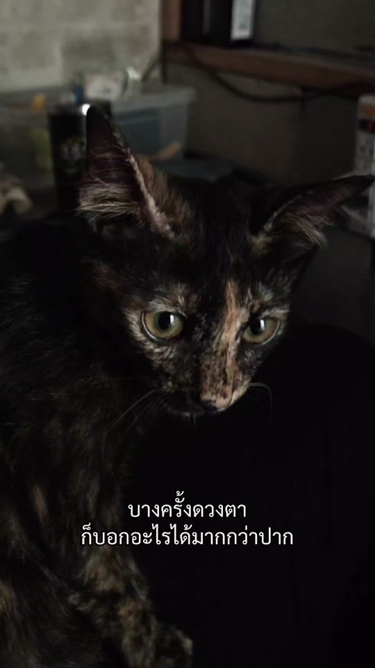 TikTok video thumbnail by pu.b41