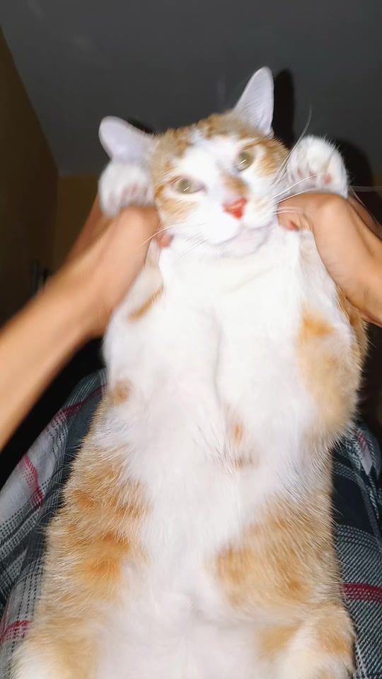 TikTok video thumbnail by mitsky.800