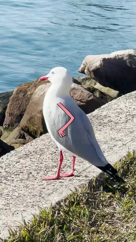 TikTok video thumbnail by mrsamcotton