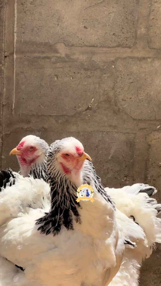 TikTok video thumbnail by baabou05.99