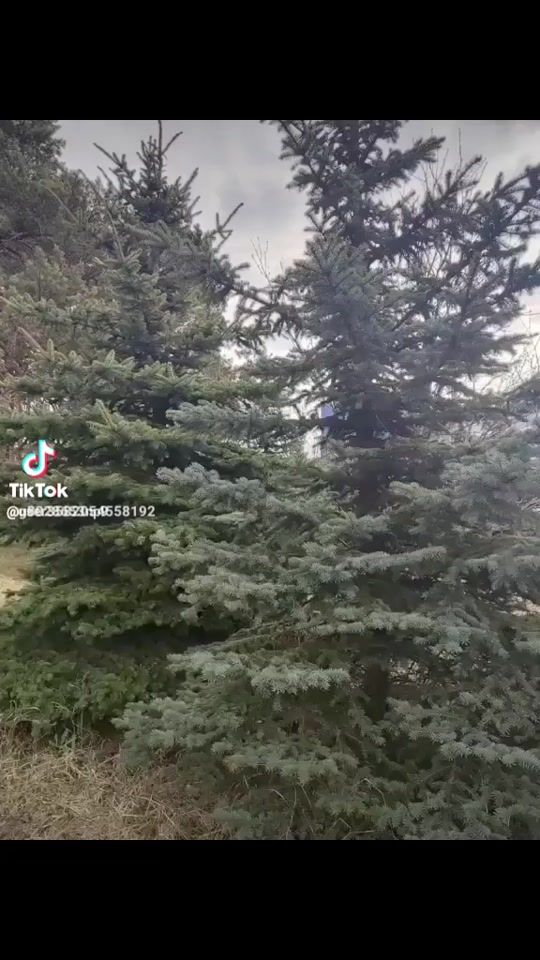 TikTok video thumbnail by g8028653np9