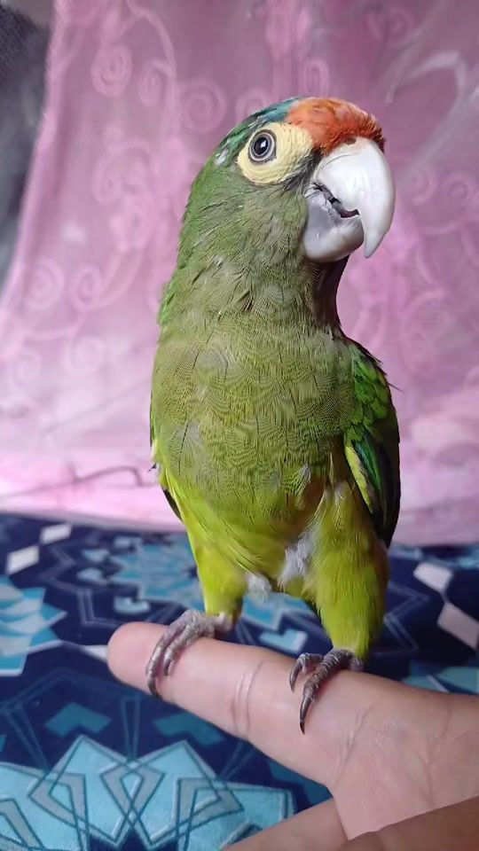 TikTok video thumbnail by periiquiin