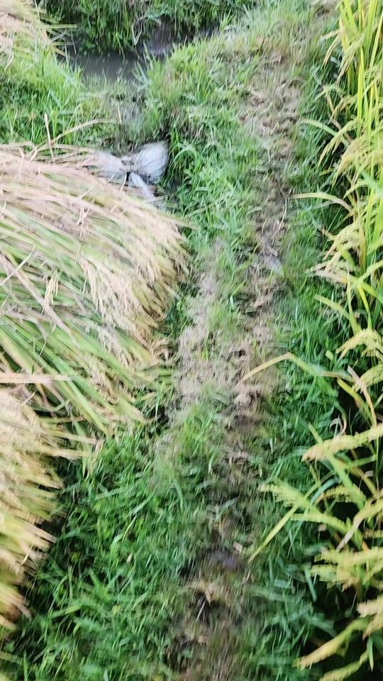 TikTok video thumbnail by ms_bandar