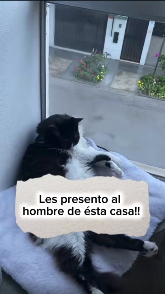 TikTok video thumbnail by tommycatlover