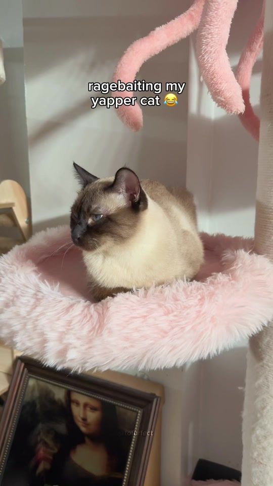 TikTok video thumbnail by tofurfect