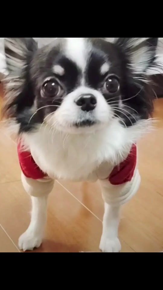 TikTok video thumbnail by sawa777awas