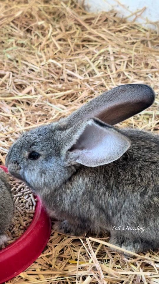 TikTok video thumbnail by falls_breeding