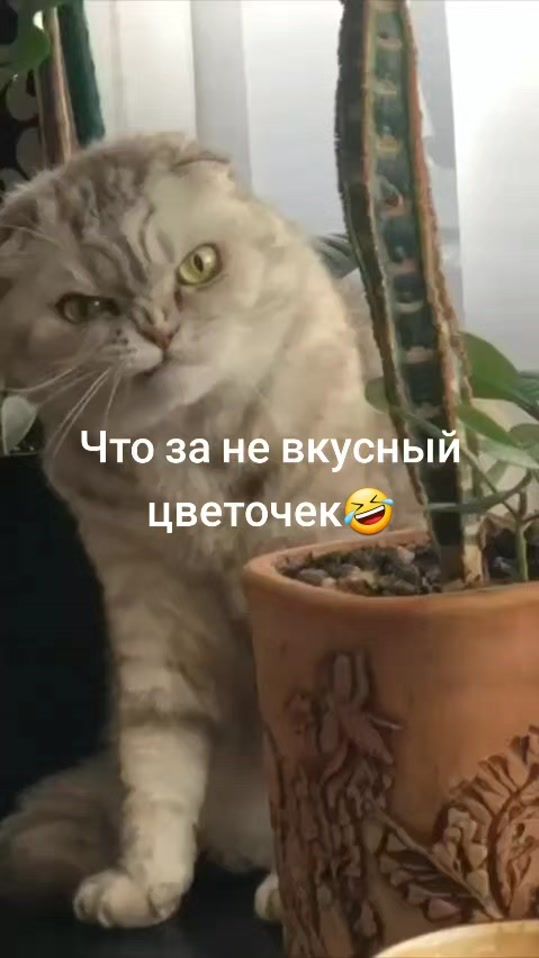 TikTok video thumbnail by alesya.rus09