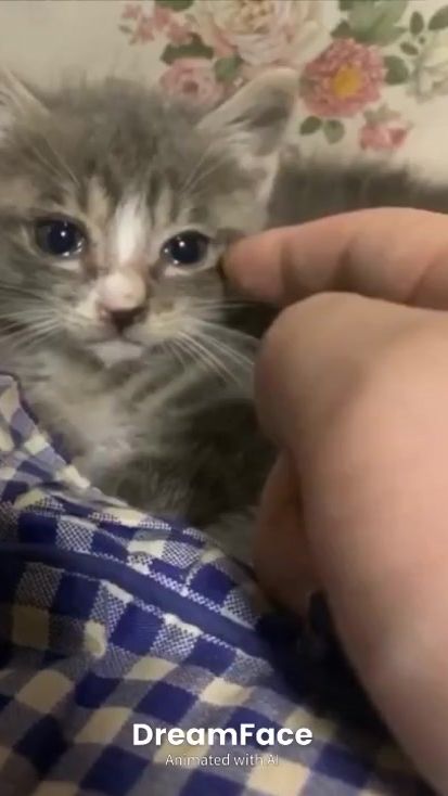 TikTok video thumbnail by towasamadesuwayo