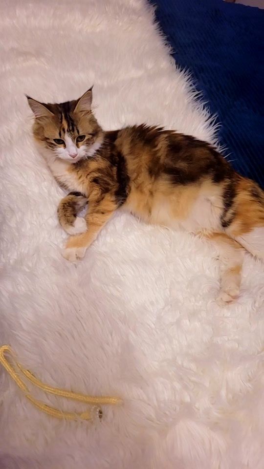 TikTok video thumbnail by elad254