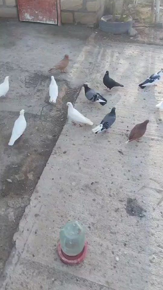 TikTok video thumbnail by shemi_057