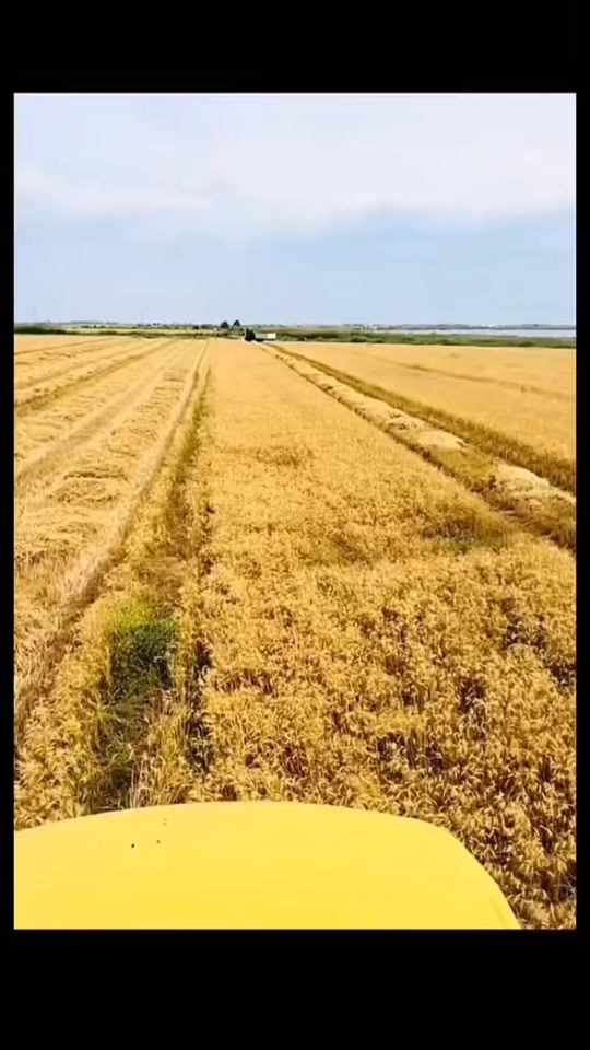 TikTok video thumbnail by hgppss
