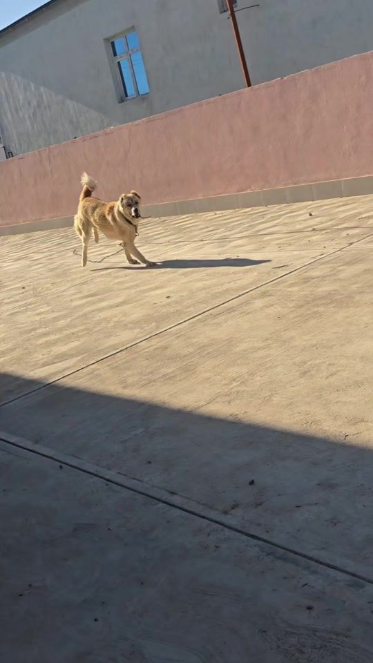 TikTok video thumbnail by mekan_marafon