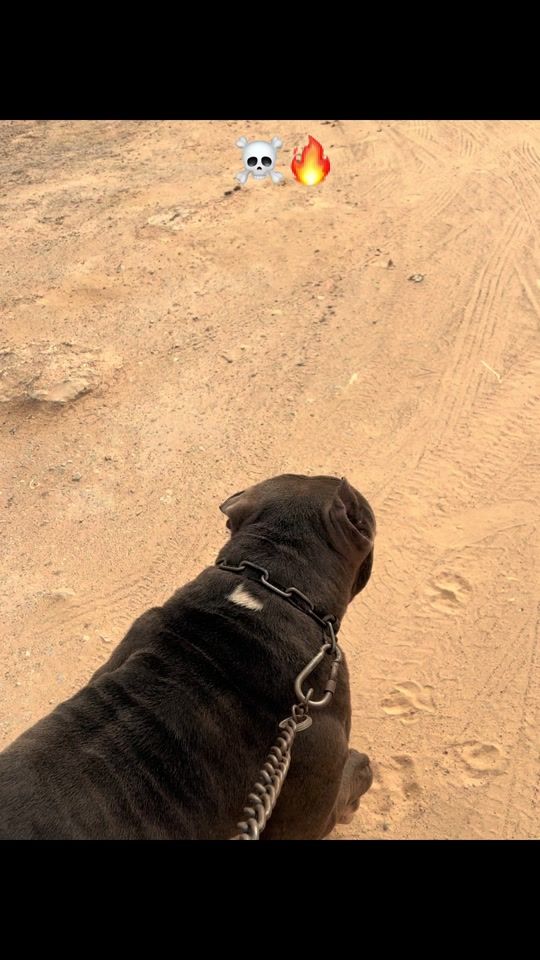 TikTok video thumbnail by boyka_k9