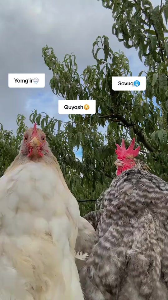 TikTok video thumbnail by bigoyim24