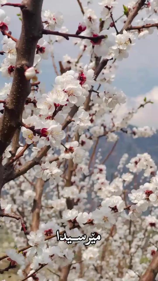 TikTok video thumbnail by ziyaad_naji