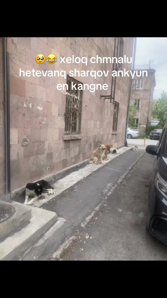 TikTok video thumbnail by usertiger8584