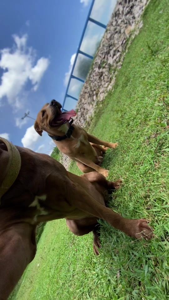 TikTok video thumbnail by tiger.pitbull