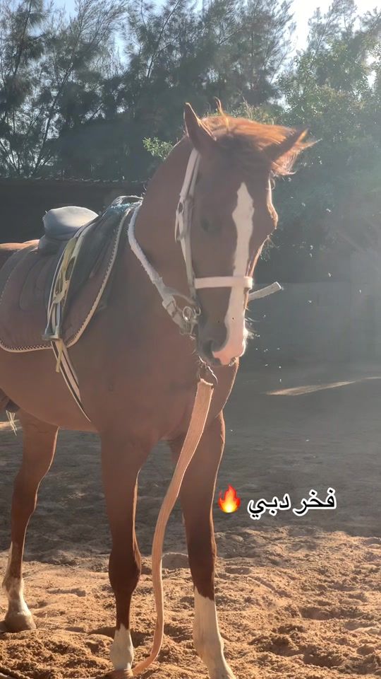 TikTok video thumbnail by azhr689