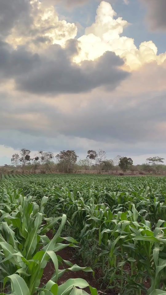 TikTok video thumbnail by jeffor_agro