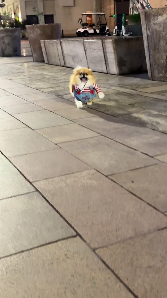 TikTok video thumbnail by dxb__uae1